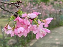 -天适樱花悠乐园