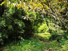 -重庆彩云湖湿地公园