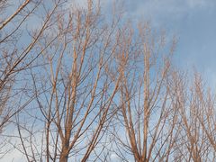 -天津东丽湖风景区