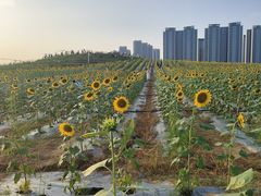 -光明小镇欢乐田园