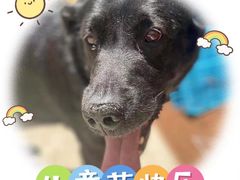 -佐罗家宠物馆·猫文化馆(紫霞路店)