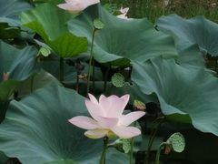 -后襄河公园