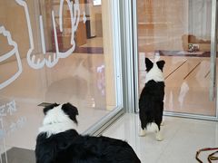 -帕帕拉兹宠物(亚洲旗舰店)