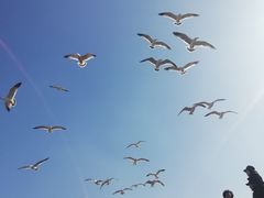 -宾朋海鲜美食餐厅·特色美食(兴海路店)