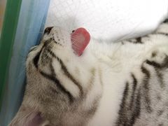 -纳吉亚猫专科动物医院博雅分院