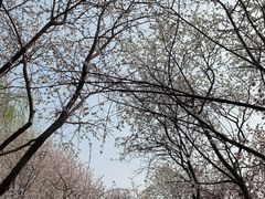 -桃花堤公园