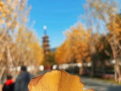 -龙华寺