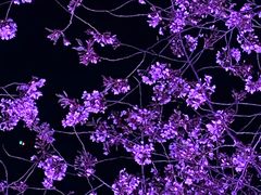 -西北湖绿化广场