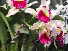 -北京植物园-展览温室