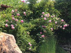 -小仙居·农家宴烤羊· 农庄