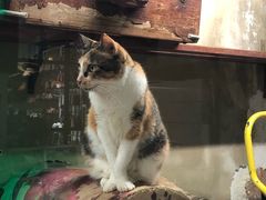 -猫咪博物馆(顶澳仔猫街店)
