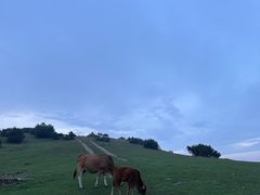 -大姆山草场