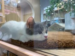 -屋虎猫馆(宝安大仟里店)