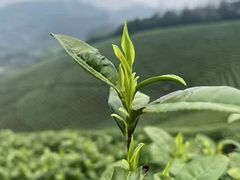 -华祥苑茶馆•国缤茶小蓝罐(普罗旺斯店)