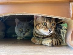 -柯斗斗主题餐厅·狗咖·围炉煮茶·茶饮(国瑞升平里店)