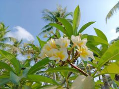 -三亚亚龙湾金棕榈度假酒店