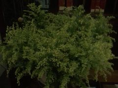 -端艾堂·SPA·艾灸(棕榈泉013店)