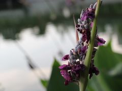 -重庆彩云湖湿地公园