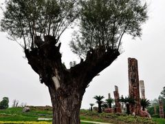 -南通洲际绿博园