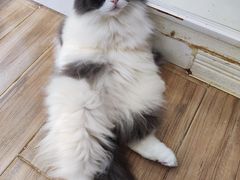 -李小姐の猫咖啡馆(五角场店)