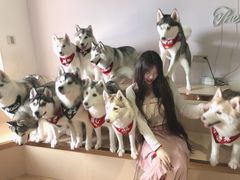 -Husky Go! 哈士奇体验馆·宠物咖啡厅狗咖