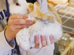 -猫猫幼稚园·撸猫·桌游·电玩
