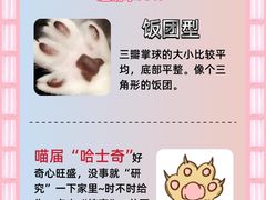 -翊宠yipet猫狗购宠庄园犬舍•猫舍