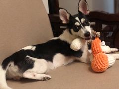 -PETKIT小佩宠物(古北店)