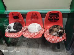 -猫咪博物馆(顶澳仔猫街店)