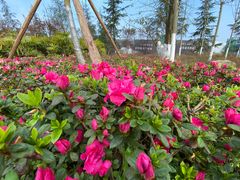 -铁山坪森林公园