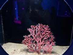 -欢乐海岸海洋奇梦馆