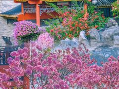 -顺峰山公园