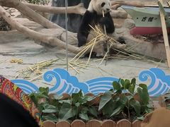 -灵玲国际马戏城
