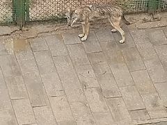 -青藏高原野生动物园