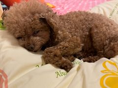 -美联众合动物医院·24h转诊中心