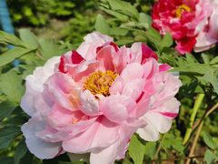 -花溪公园