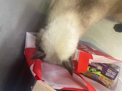 -Heymao猫咖.咖啡厅(东门店)
