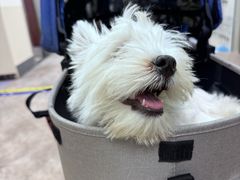-美联众合动物医院·24h转诊中心