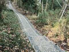 -上海佘山国家森林公园西佘山园