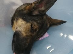 -芭比堂动物医院·犬猫全科·异宠专科(雁塔分院)