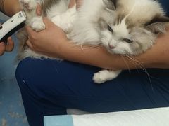 -博特宠物医院24h犬猫全科.骨科·异宠