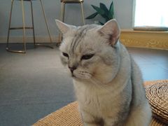 -Heymao猫咖.咖啡厅(东门店)