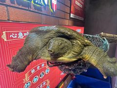 -状元甲·湖北甲鱼大王(汉口火车站店)