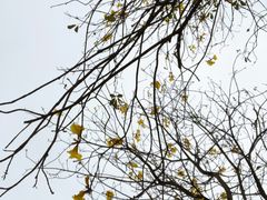 -天适樱花悠乐园