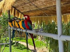 -西霞口神雕山野生动物世界