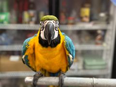 -观桥阁(锦溪店)