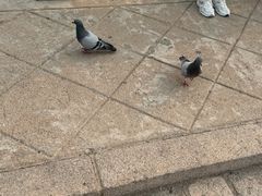 -二一九公园