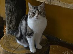-猫猫幼稚园·撸猫·桌游·电玩