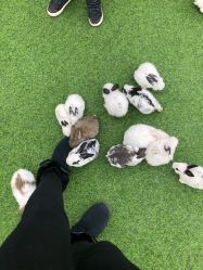 -萌宠亲子动物乐园(槐房万达店)