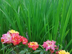 -洪湖家庭农场·团建·露营·会议